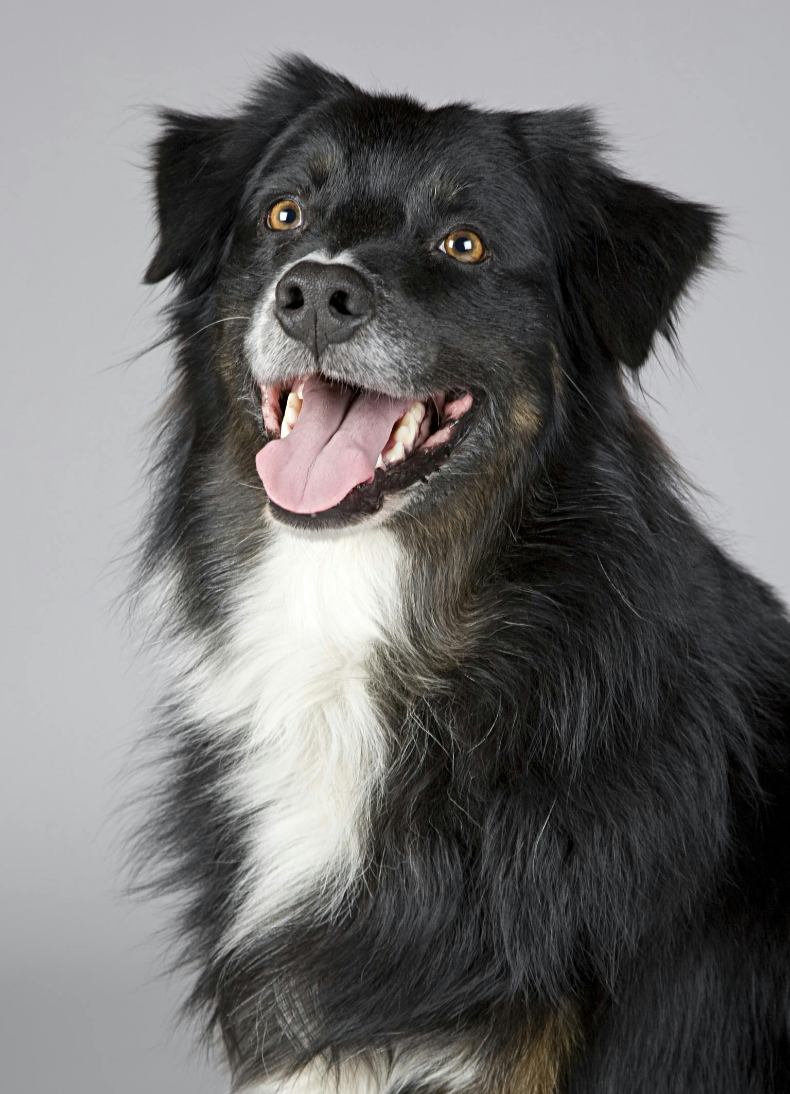 Pet Euthanasia Services in Kirkland, WA